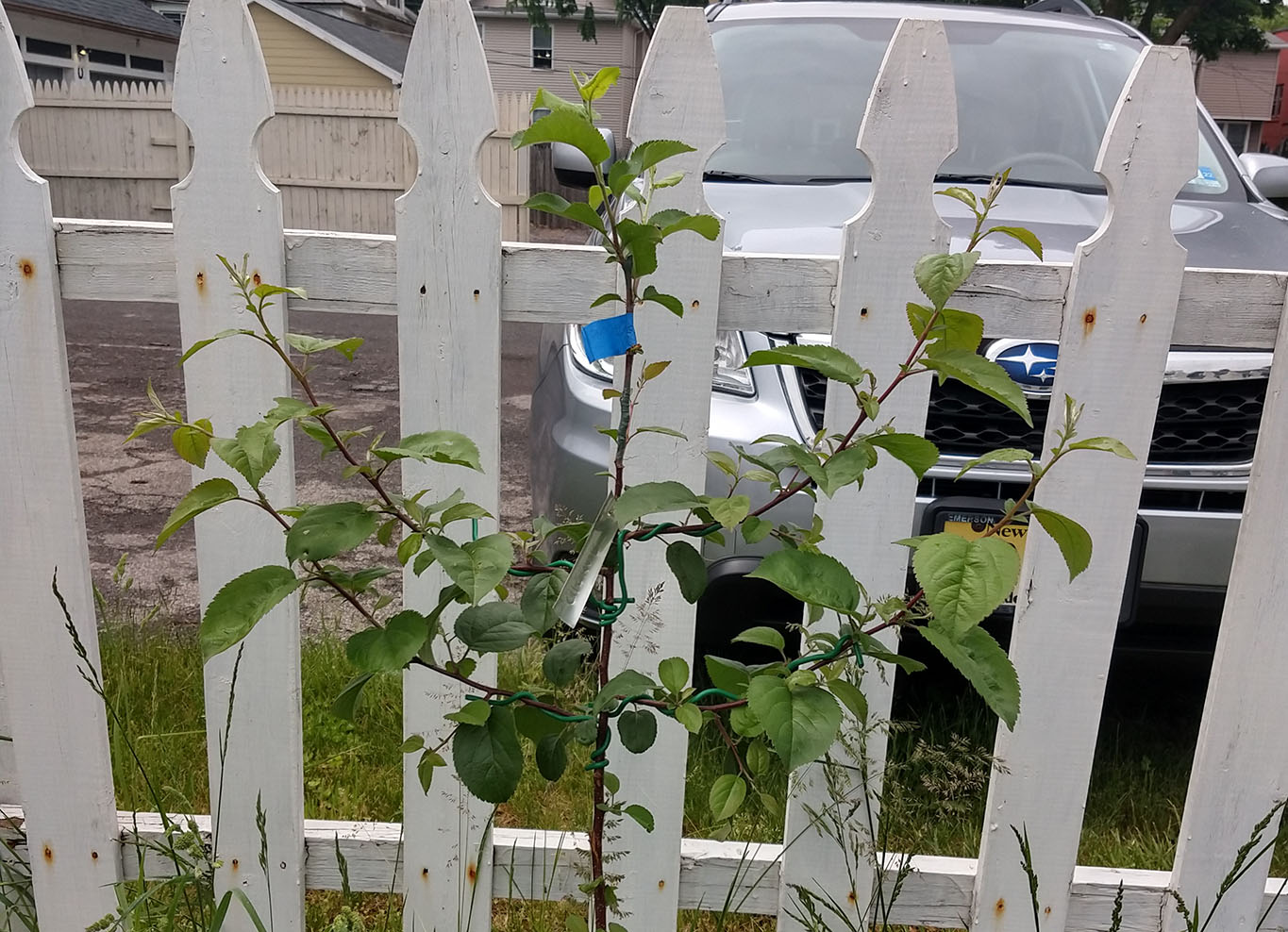 Grafted Seedling Tree