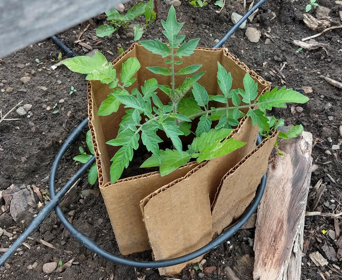 Cardboard Plant Protector Protecting a Tomato Plant